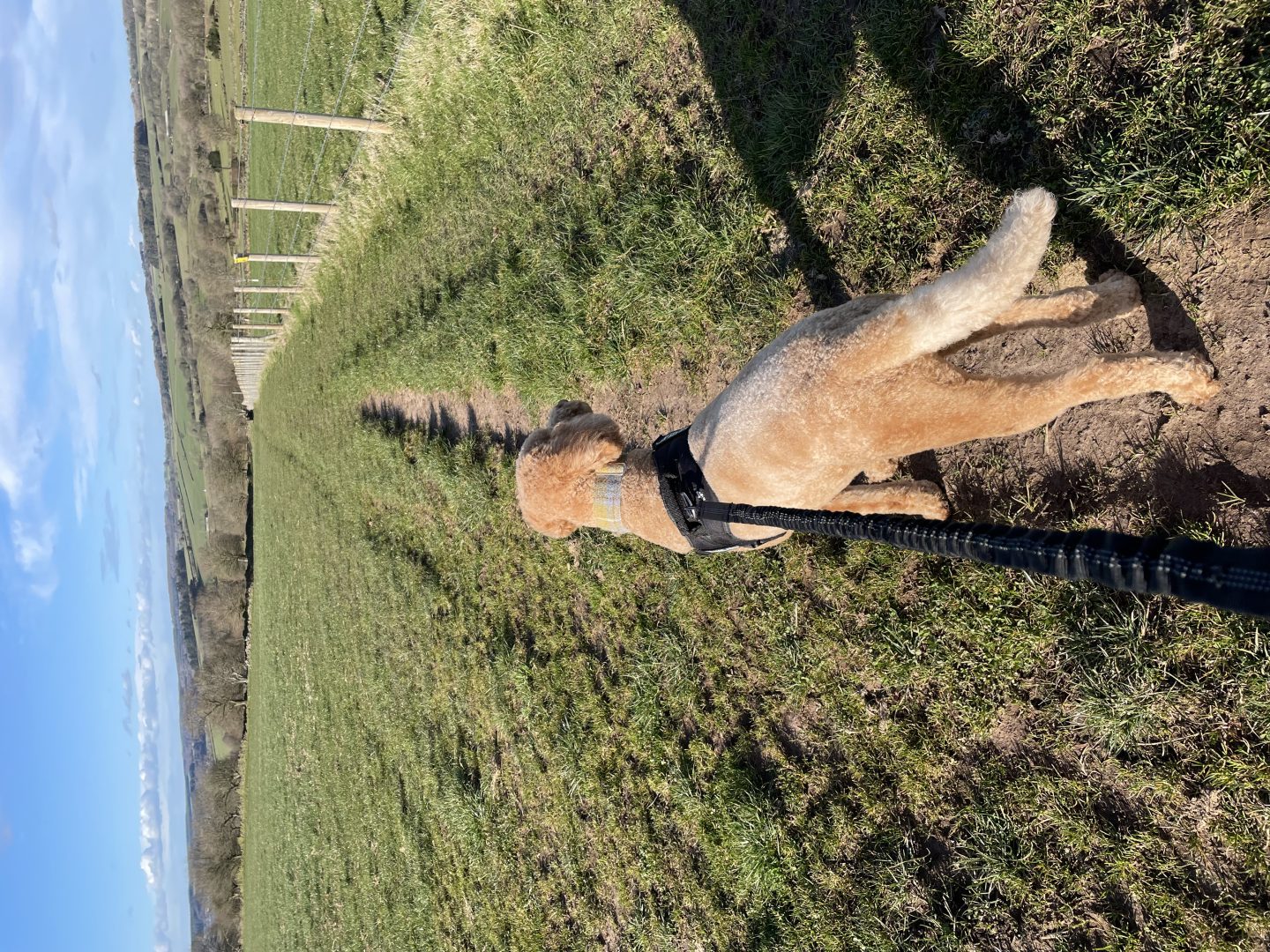 Dog walk in countryside