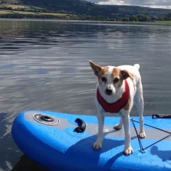 Dog Paddle Boarding, Scotland