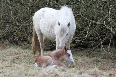 wild horses by all stretton bunkhouse