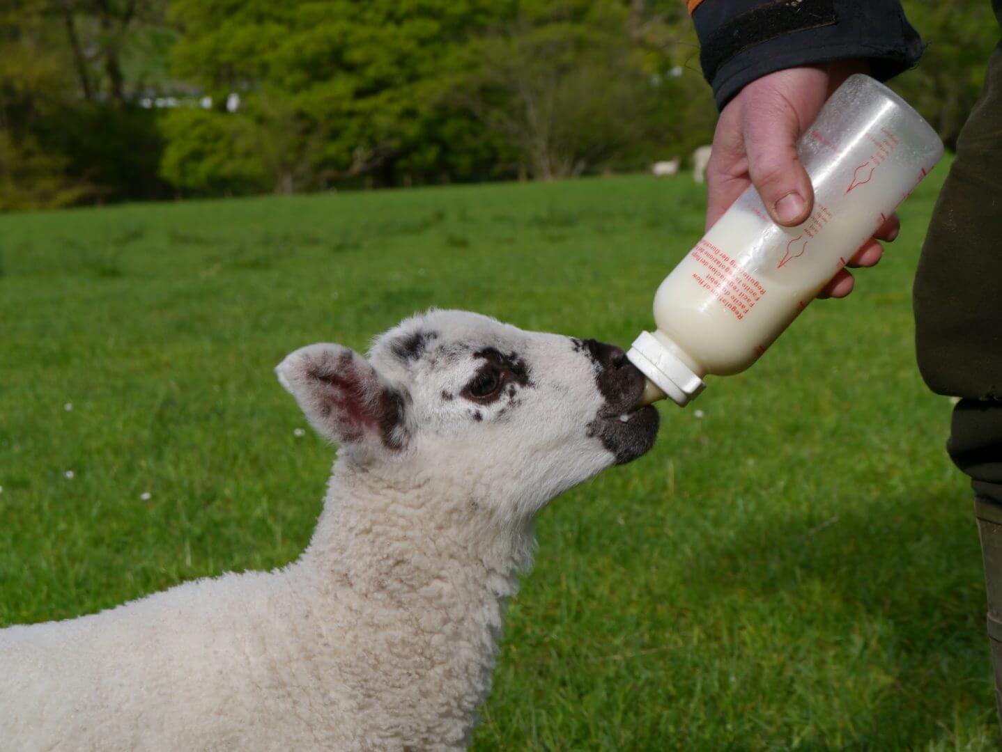 lambs at st john in the vale camping barn