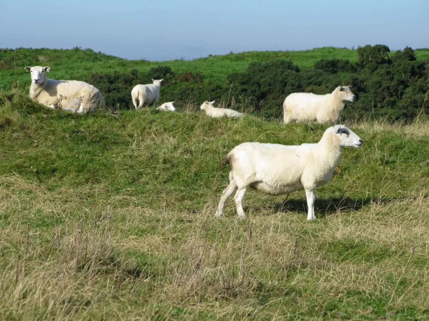 Sheep at Castle Creavie
