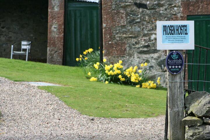 Dafodils at Prosen Hostel