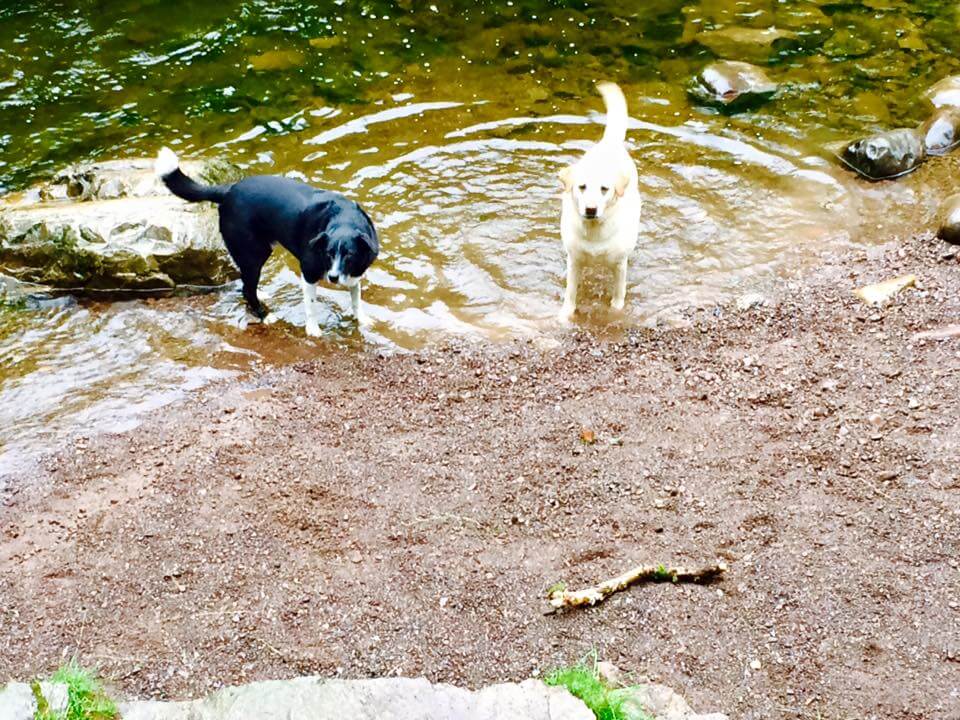 dog friendly Clyngwyn