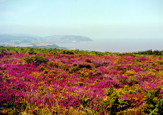Quantock hills