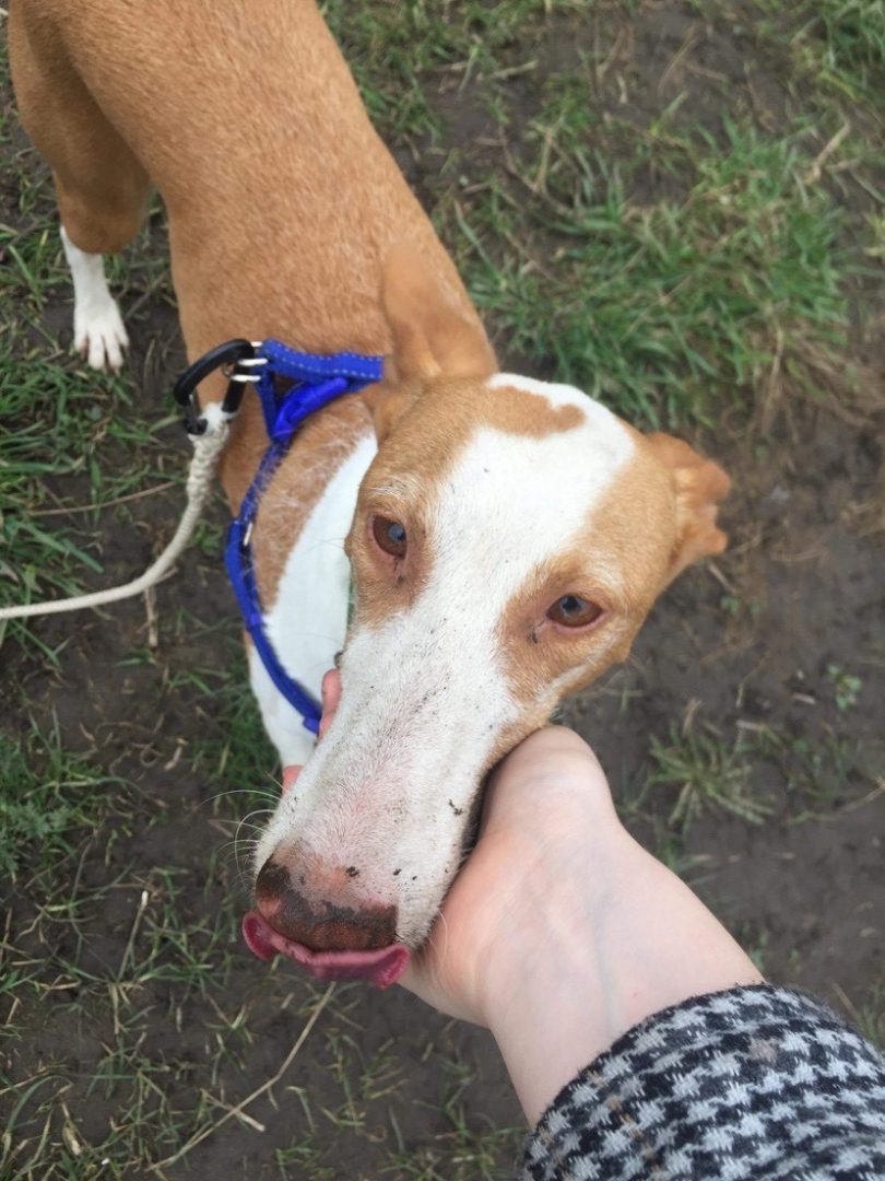 dog friendly Lake district