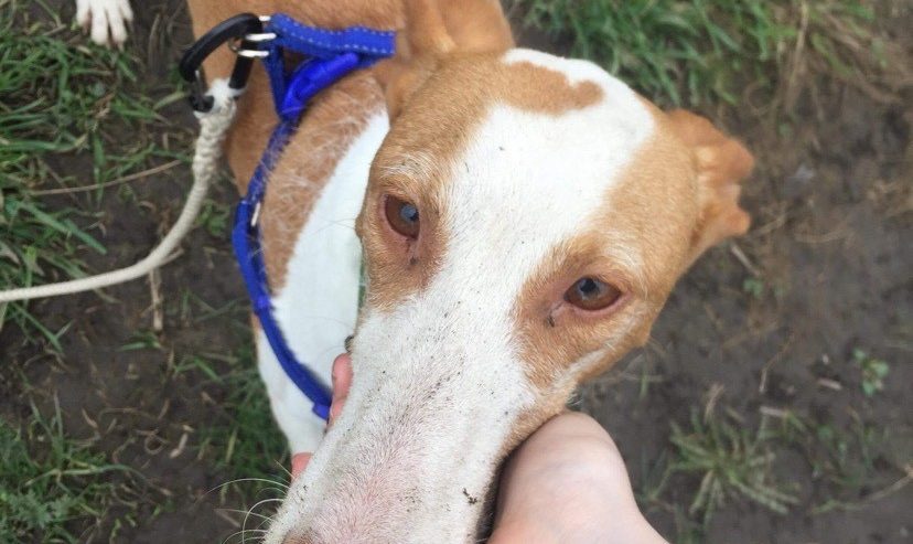 dog friendly Lake district