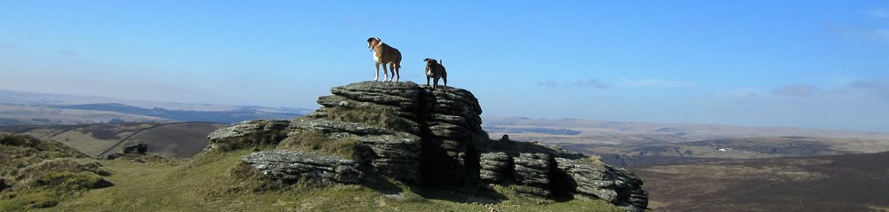 dog friendly accommodation in Wales