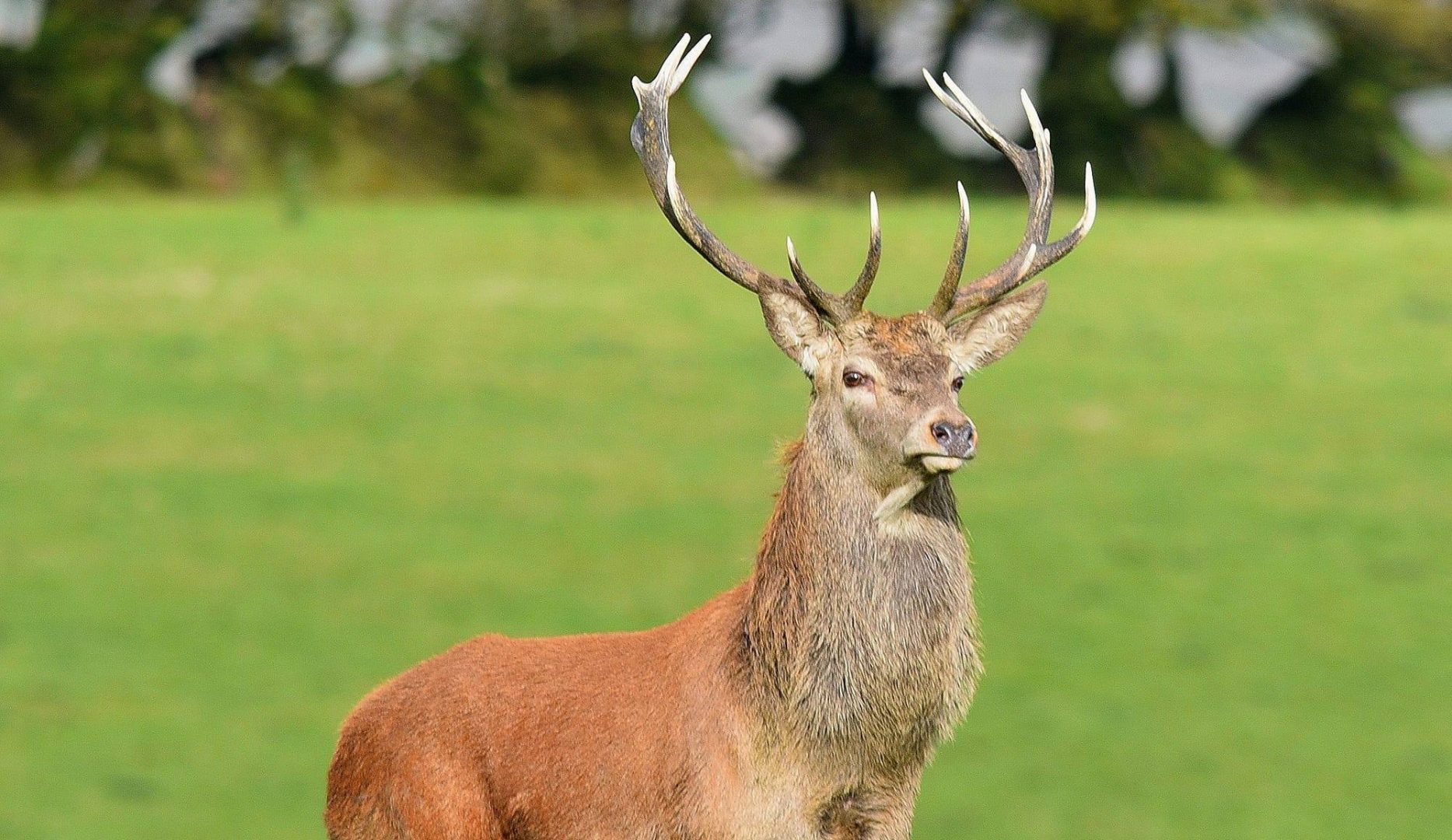 red deer stag at blindwell bunkhouse