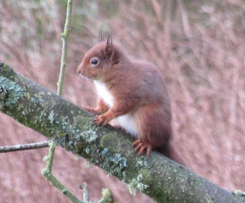 red squirrel at demesne farm
