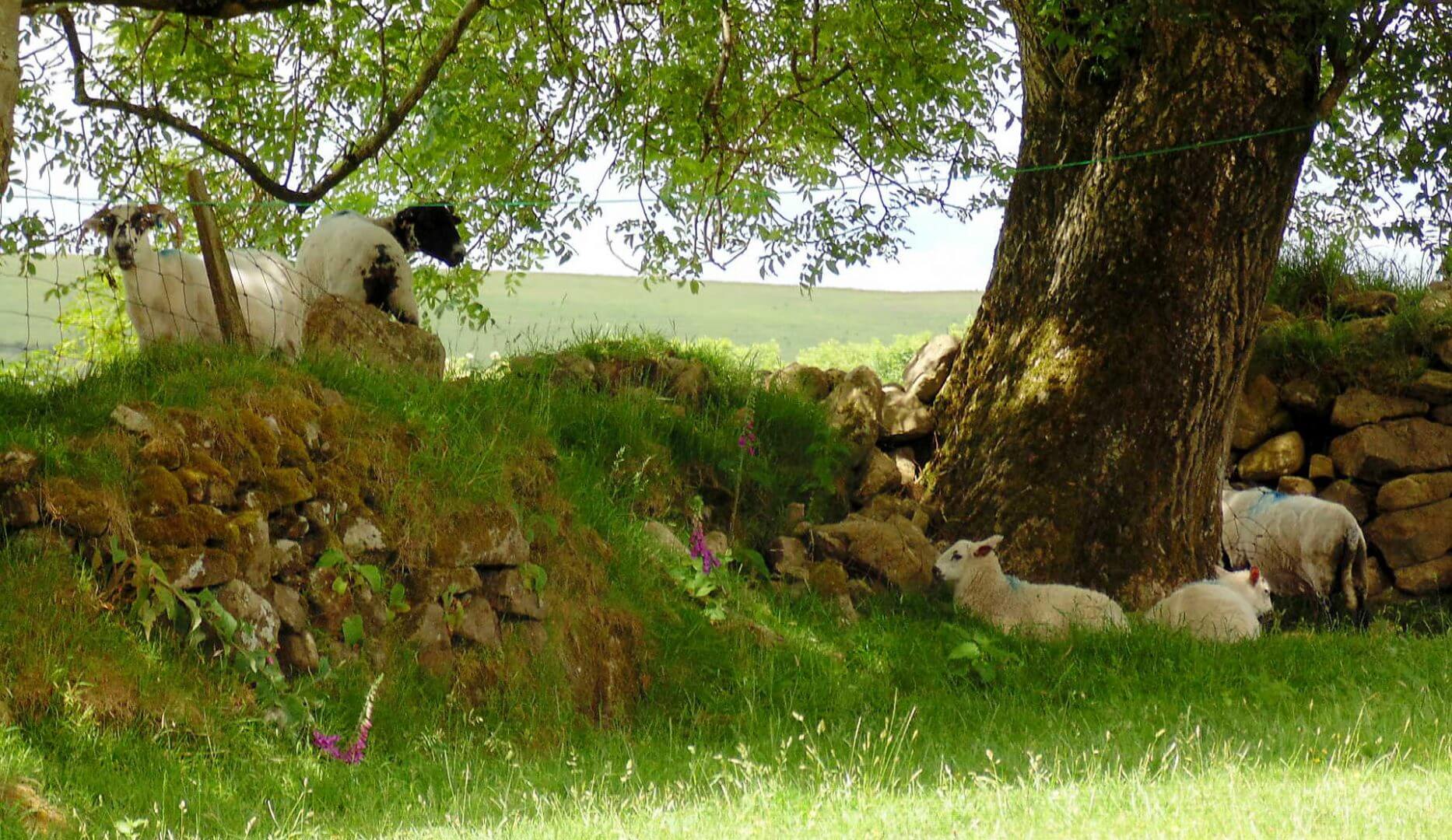 Harford Bunkhouse & Camping - The Two Moors Way Walk - South Dartmoor