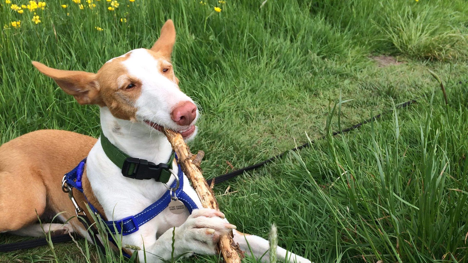 Dog having a great holiday in Yorkshire