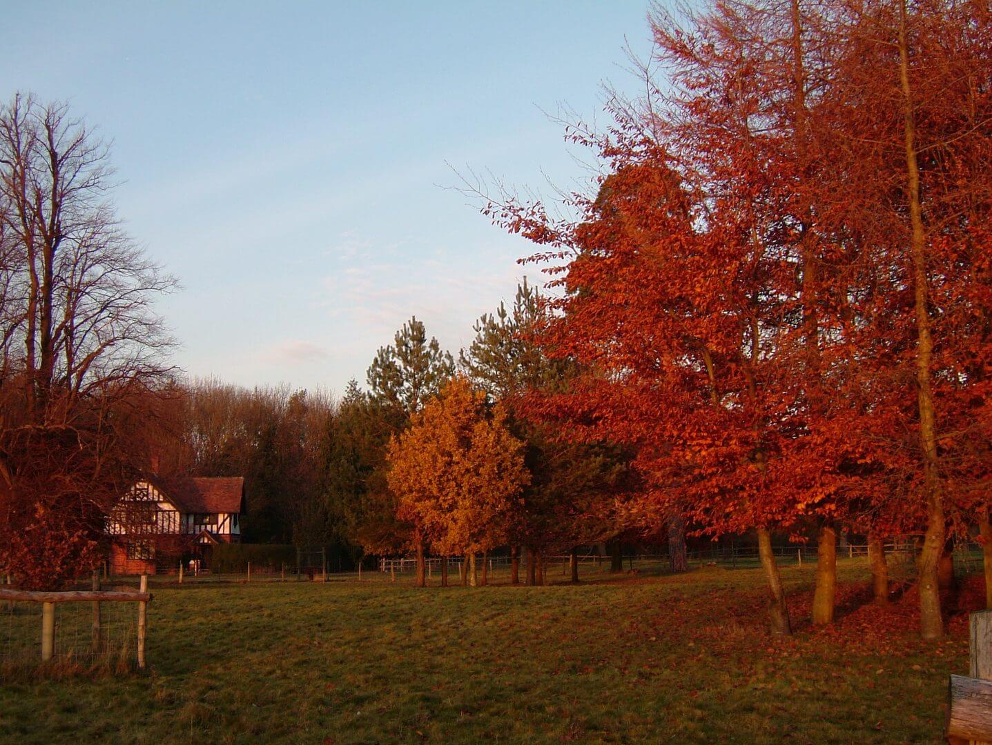 Palace Farm - Turtle Doves - wildlife - kent