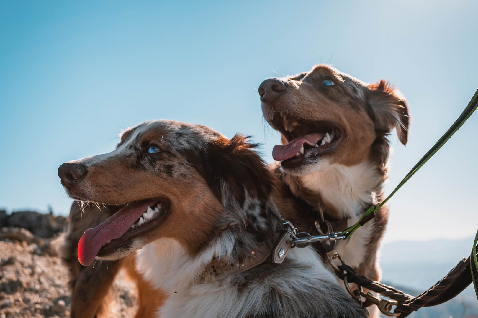Dog friendly accommodation