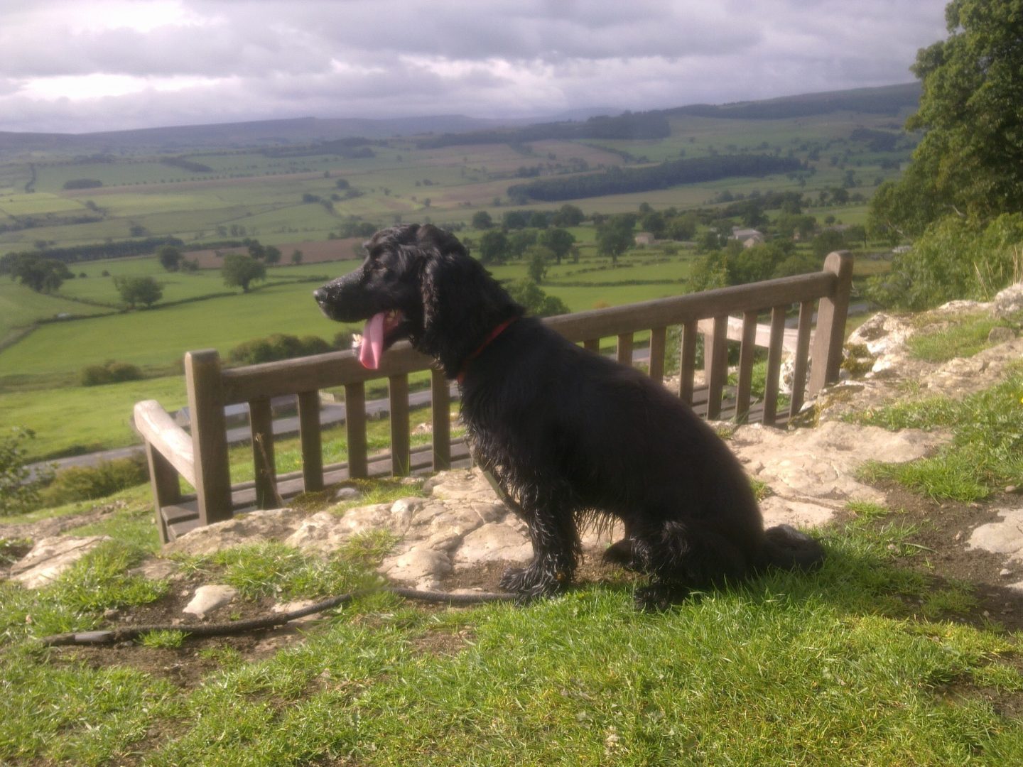 Dog on holiday