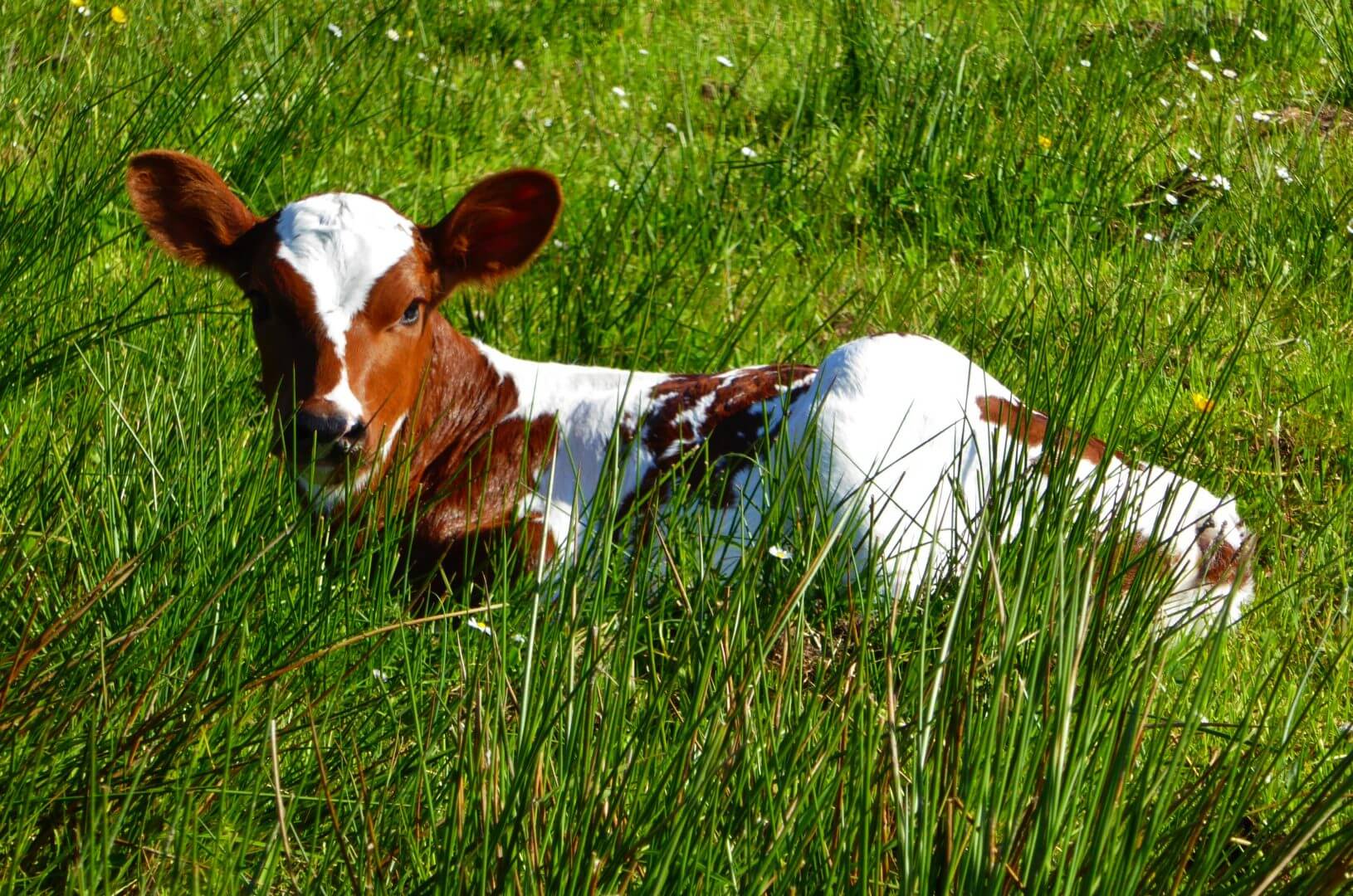 New calf at Slack House Farm on Hadrians Wall