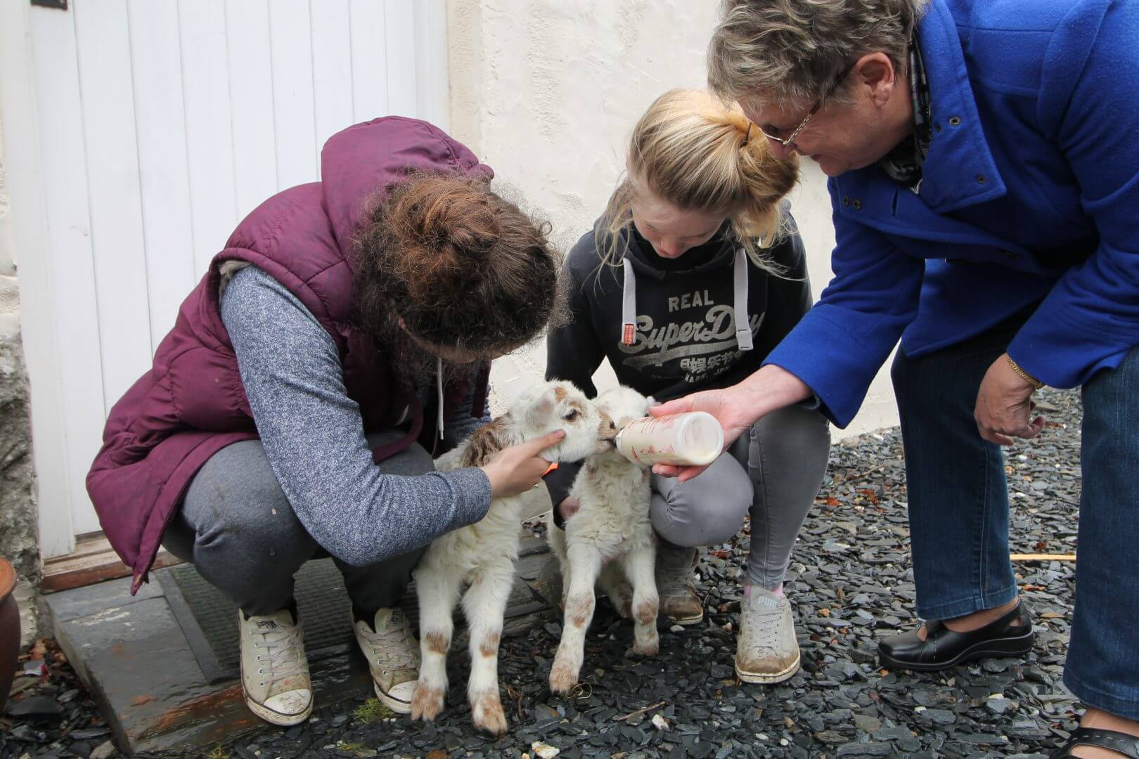 Experience agriculture at Maentwrong Bunkhouse in Snowdonia - a true Welsh farming expereince