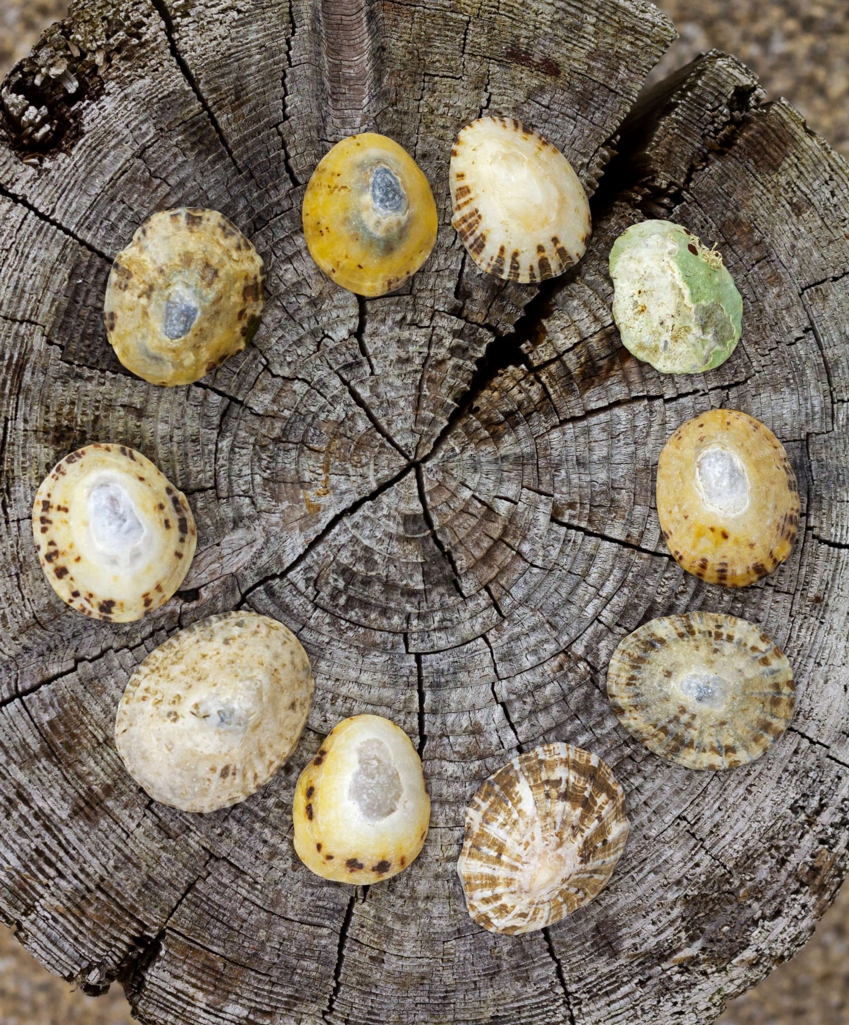 Fossils on Penarth Beach. Independent Hostels