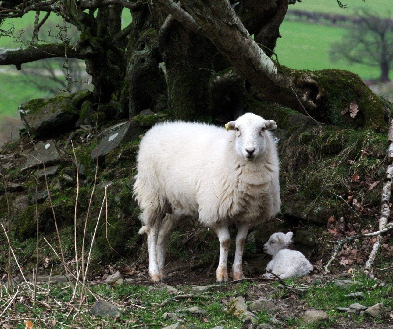 Bala Backpackers - Snowdonia National Park
