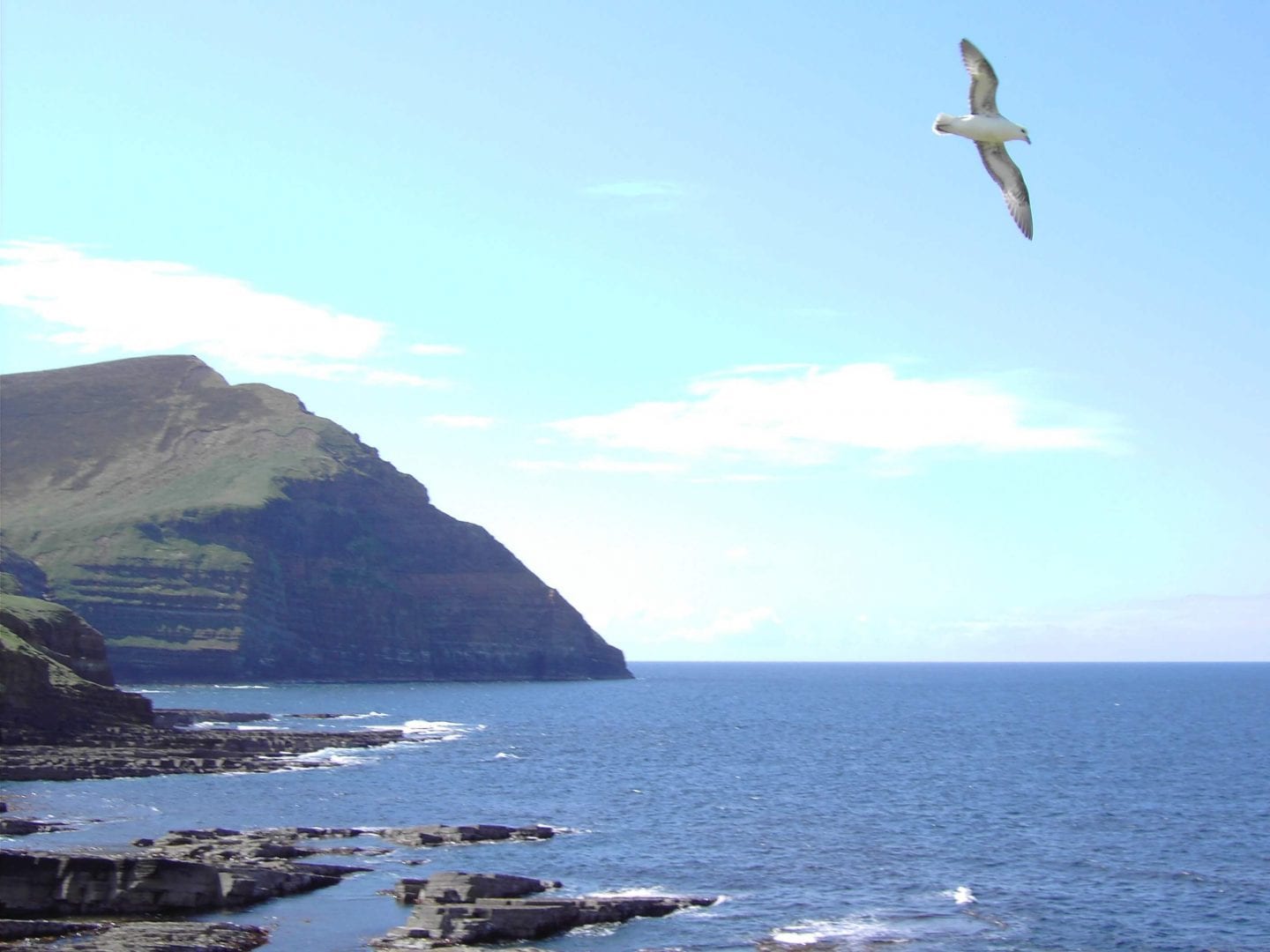 Hoy Centre - fulmar at braebister