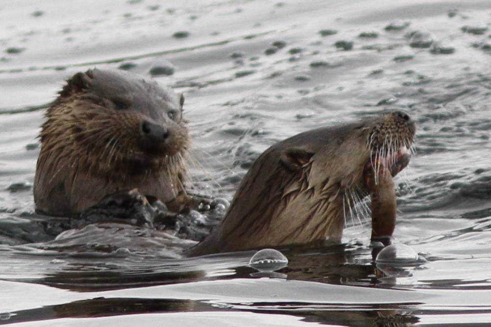 Shieling Holidays, Isle of Mull