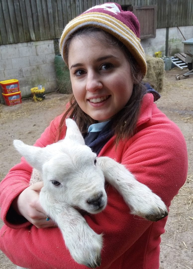 lambing at Alstonefield Camping Barn on Gateham Grange Farm
