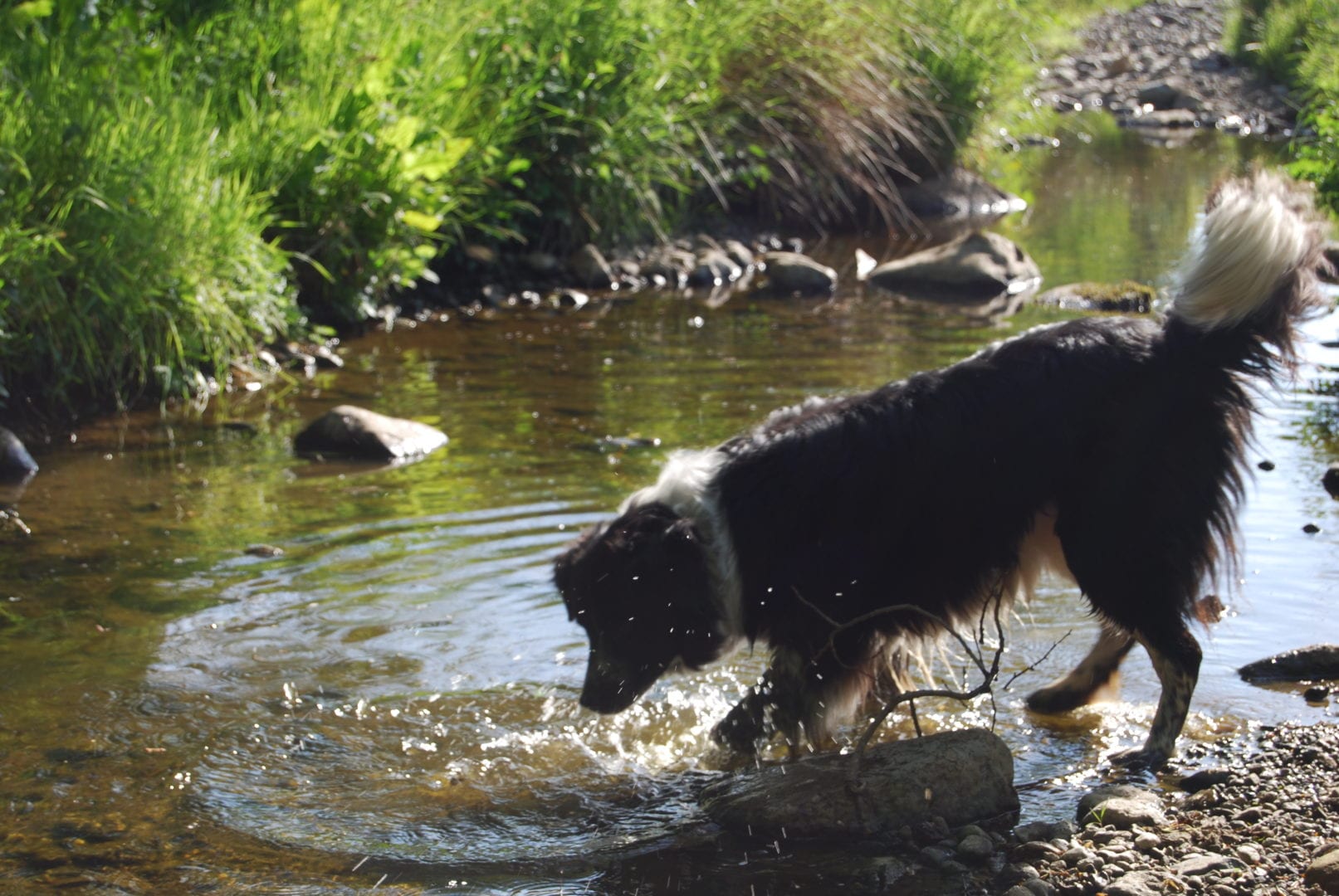 Dog friendly farm accommodation
