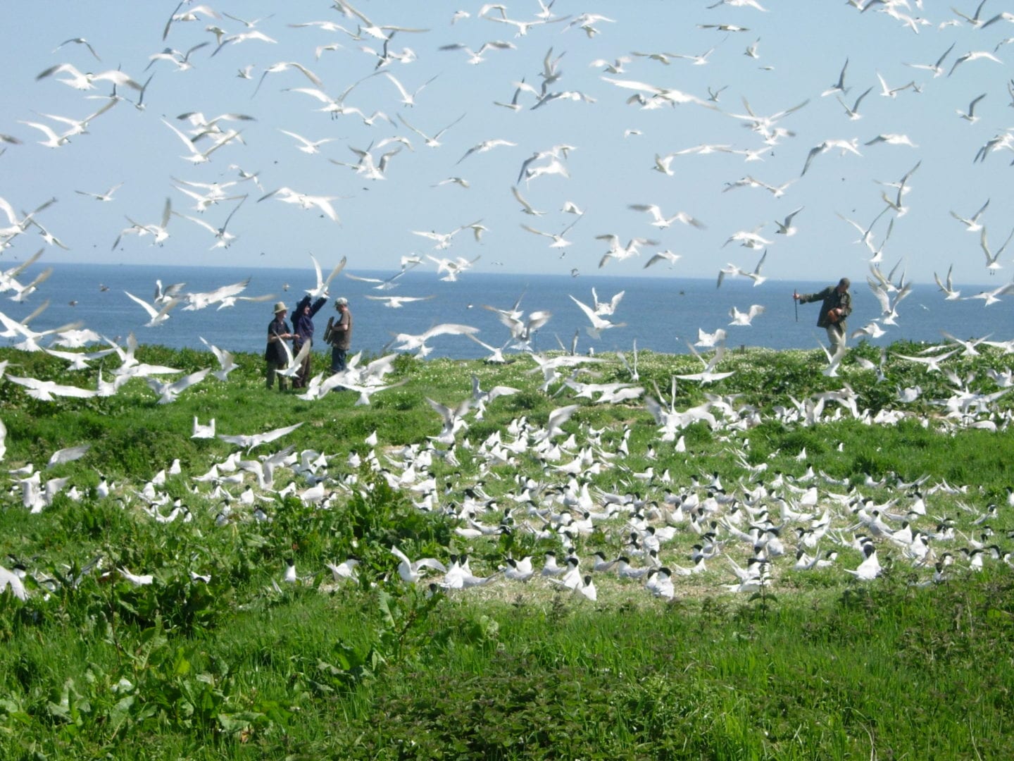 Birds at The Farne Islands - The Hides Seahouses