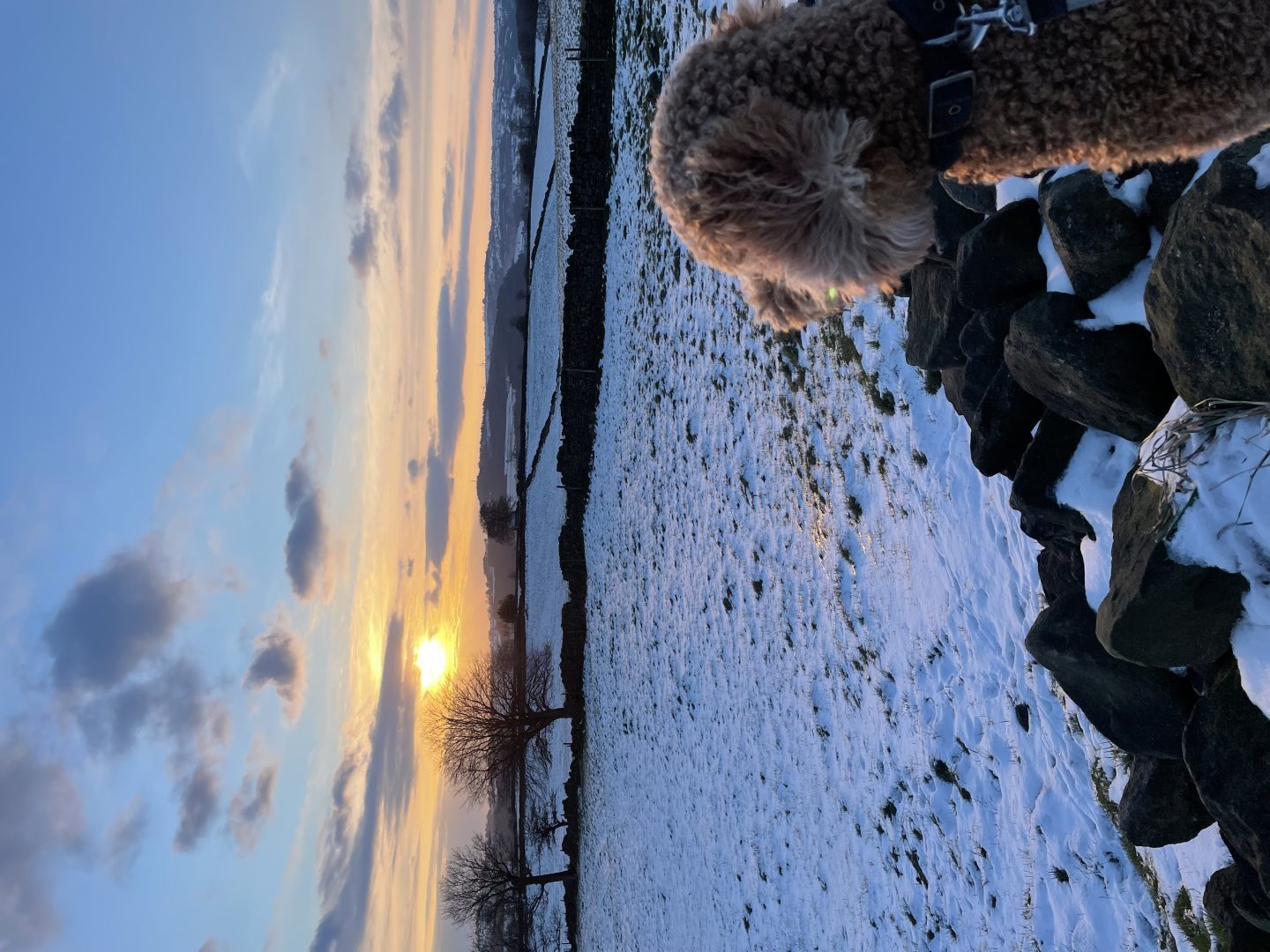 Dog in snowy Barholm, Scotland
