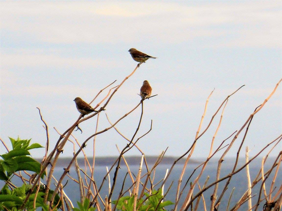 Bluebell Farm Bunkbarn - Northumberland