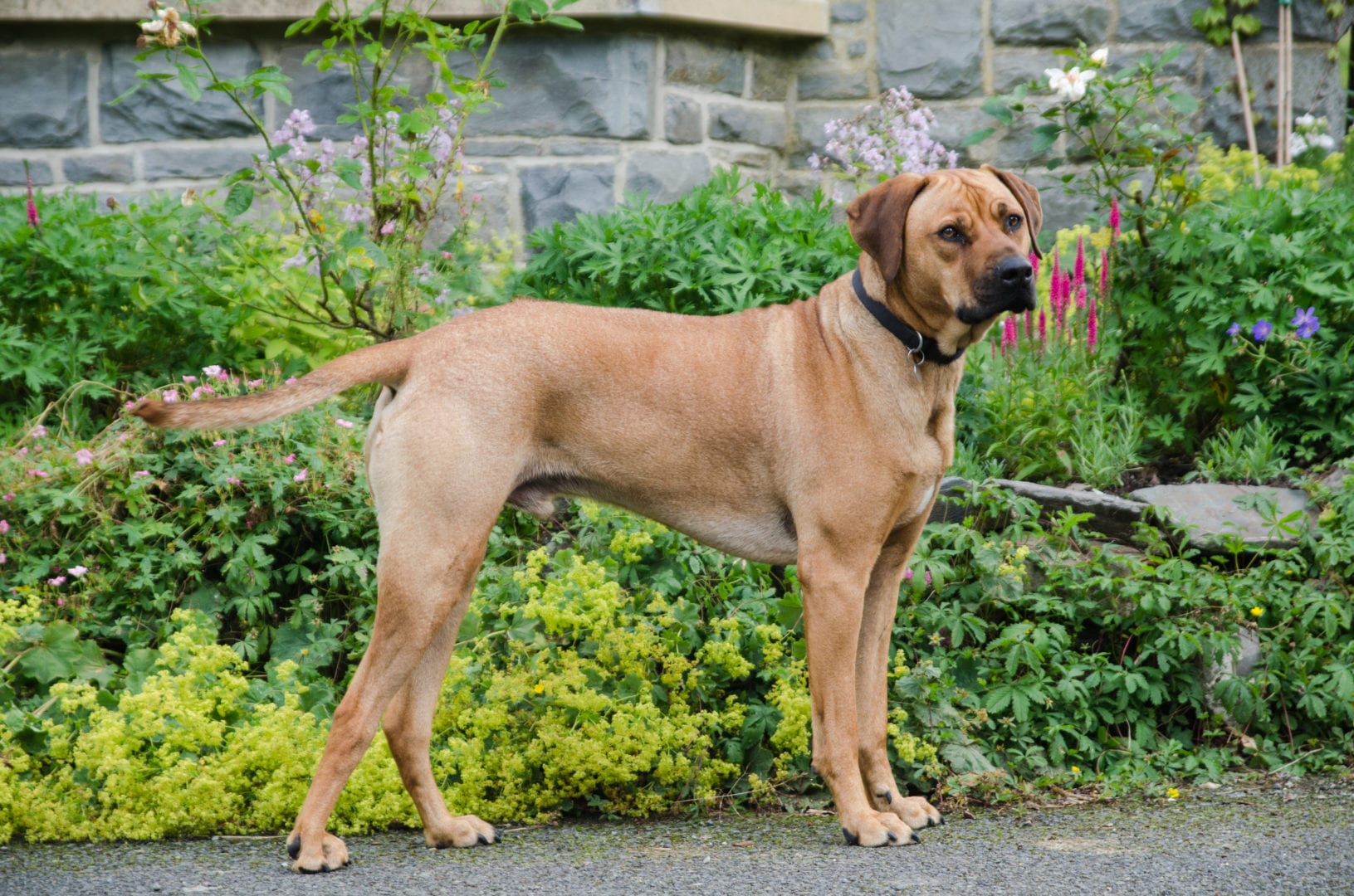 Beili Neuadd Bunkhouse - dog friendly accommodation in Mid Wales