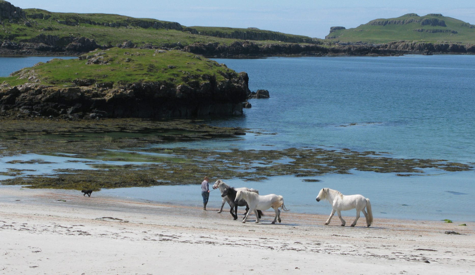 Isle of Muck ponys