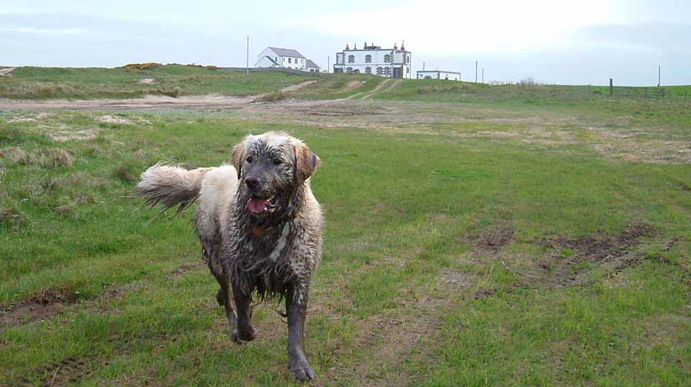 Muddy dog at Ilderton Dod