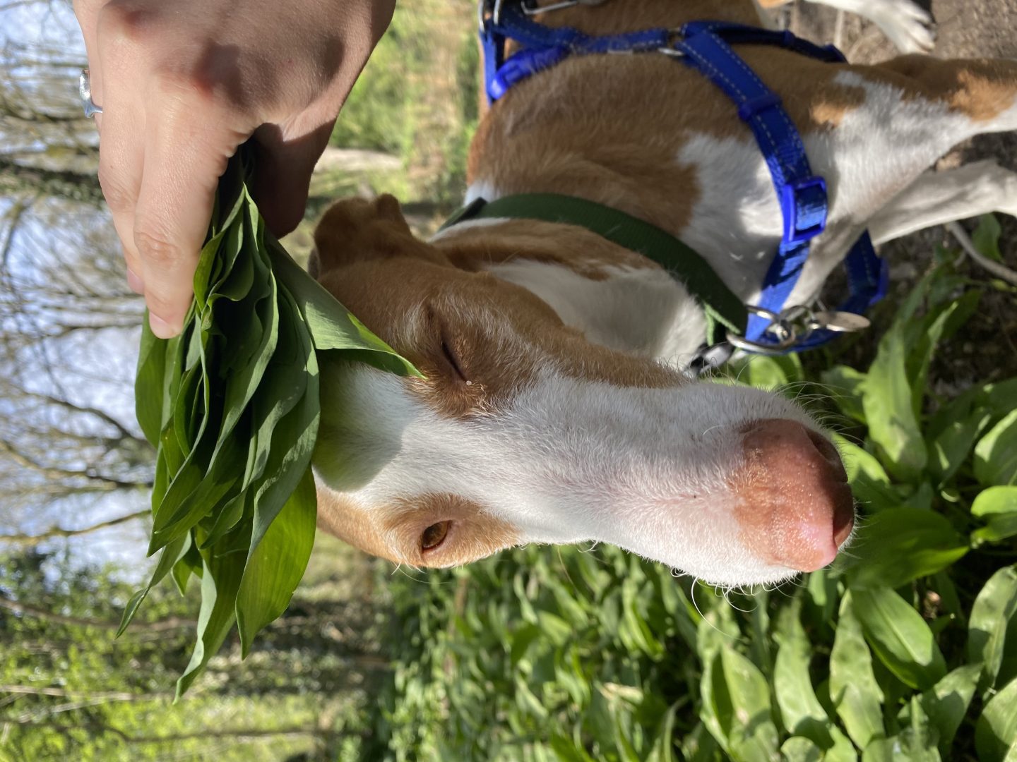Ogwen Valley dog friendly accommodation