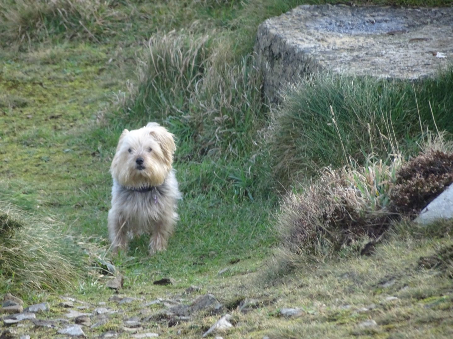 Dog friendly accommodation in the Lake District