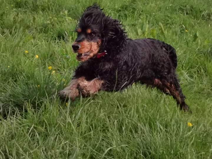 Doggy in Yorkshire grass