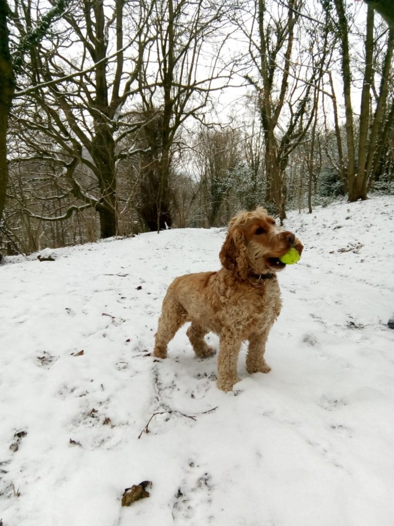 Tilly in snow