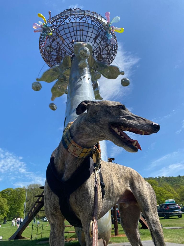 Dog friendly mansion in Wales Plas-Dloau