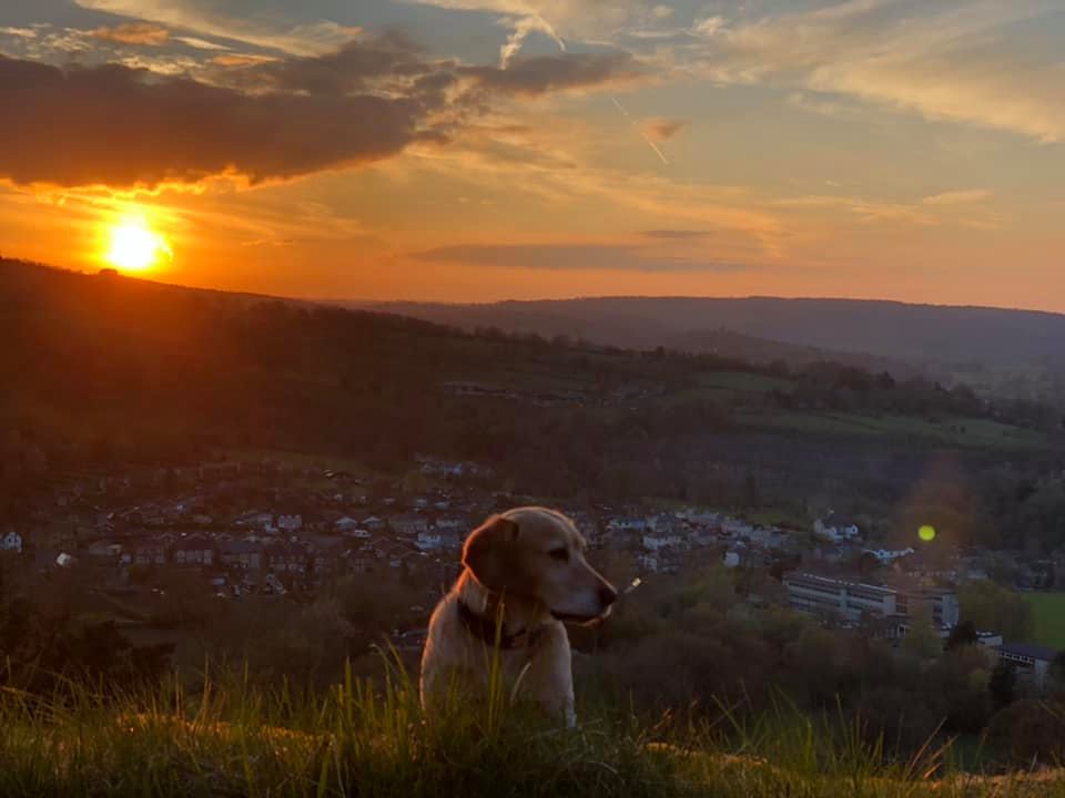 Dog under a peak district sunset