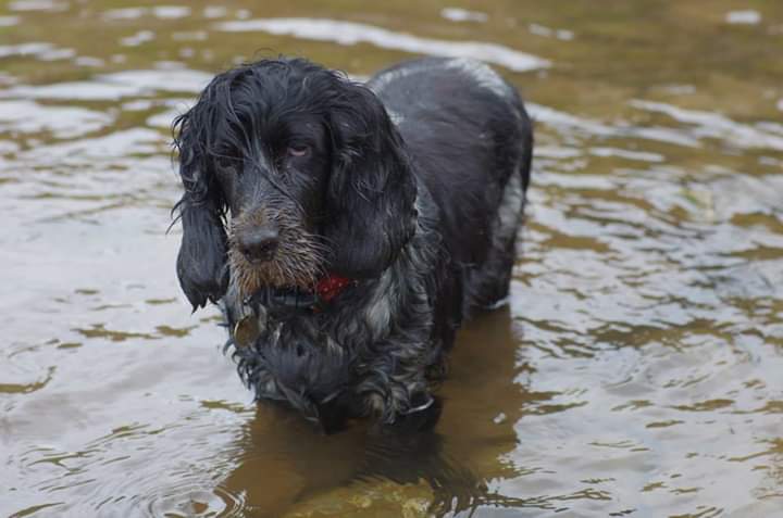 Dog in water