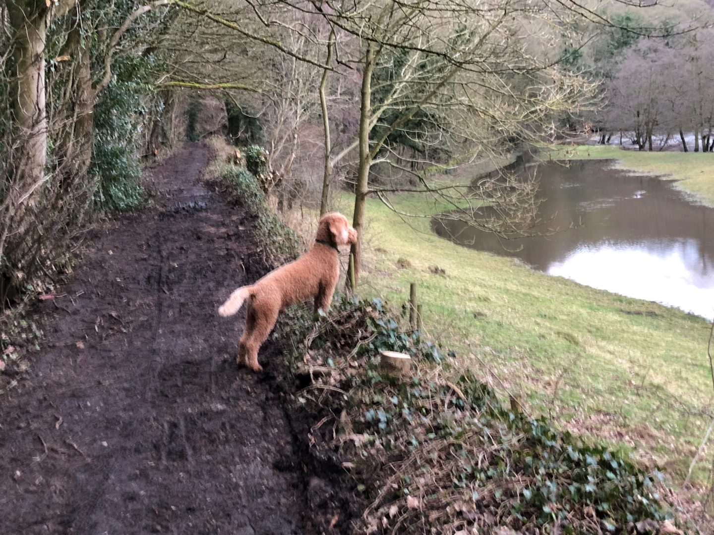 Dog friendly accommodation in Scotland
