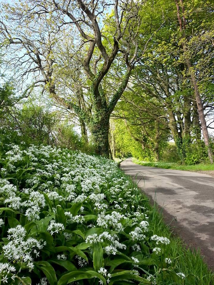 Spring in Lawrenny