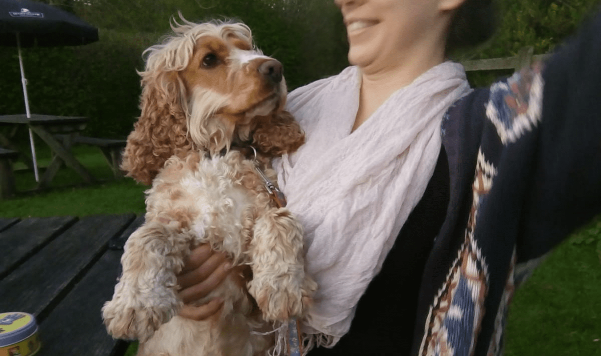 Dog in wales