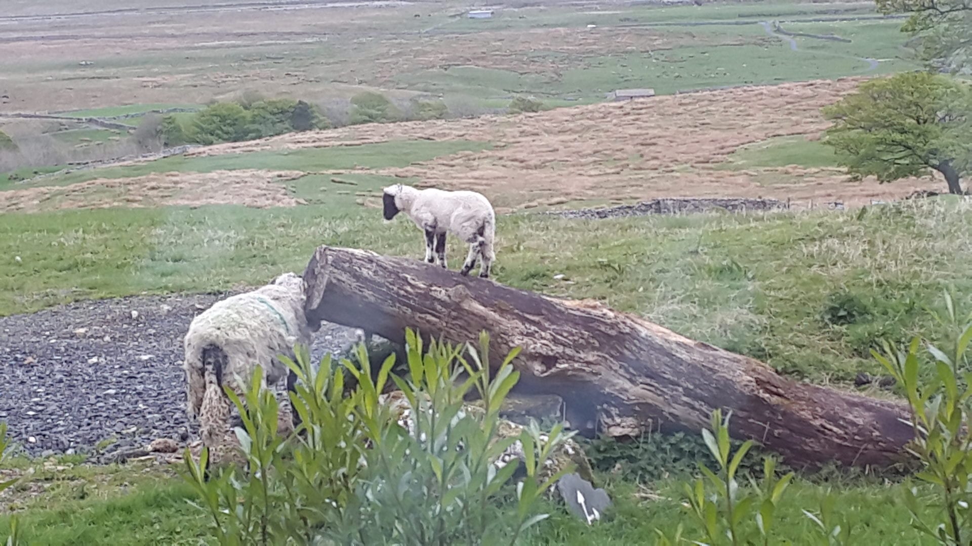 Broadrake Easter lamb