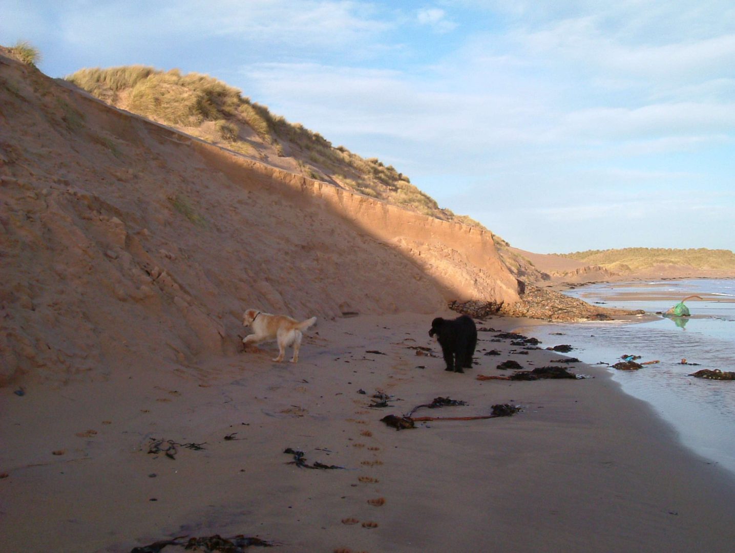 Dogs on the Gower Peninsula
