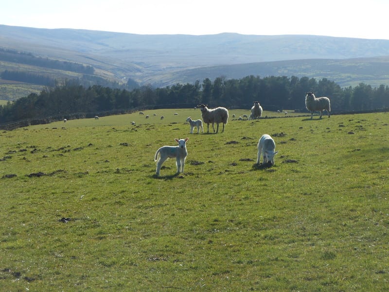 Alston YHA Sheep Isaacs tea trail