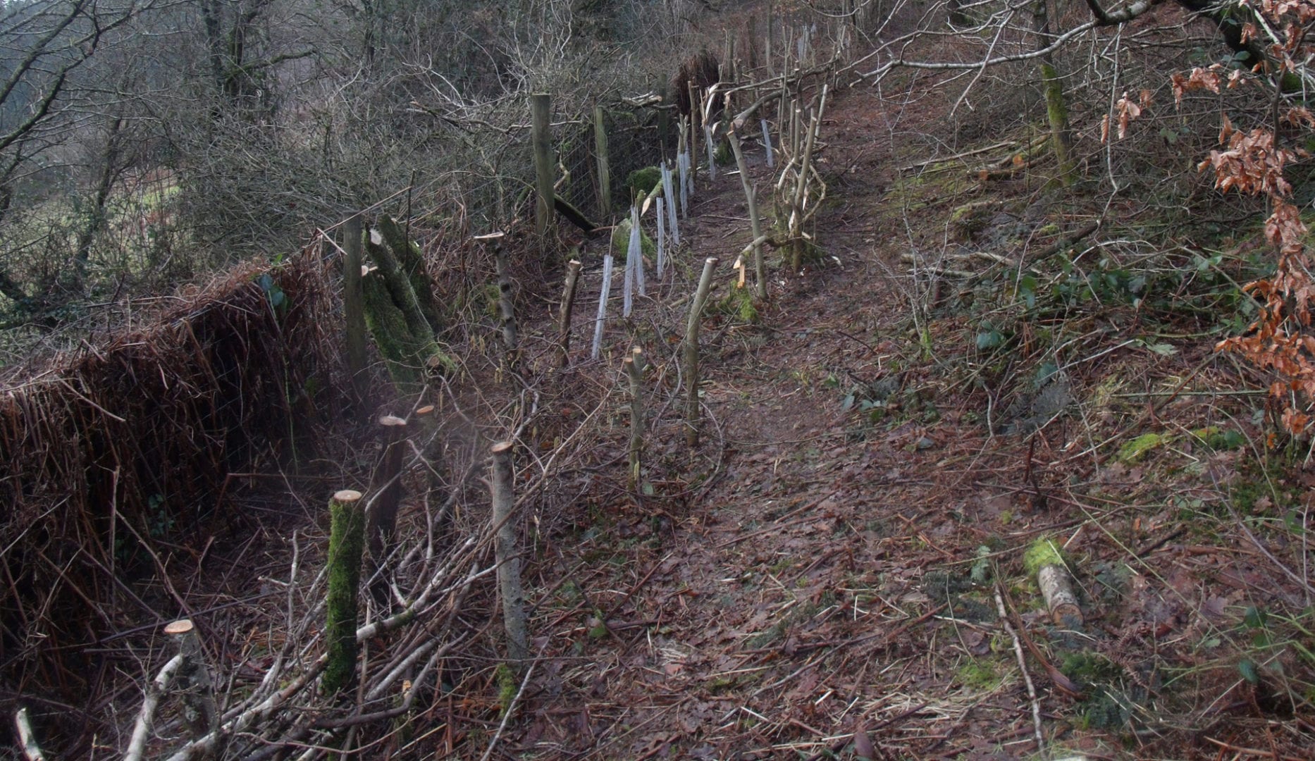 Newly Laid Hedge at Middle Ninfa Eco Bunkhouse