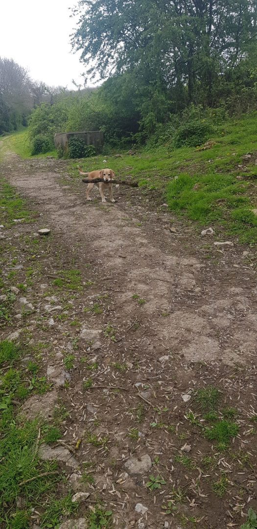 Dog enjoying a Yorkshire holiday