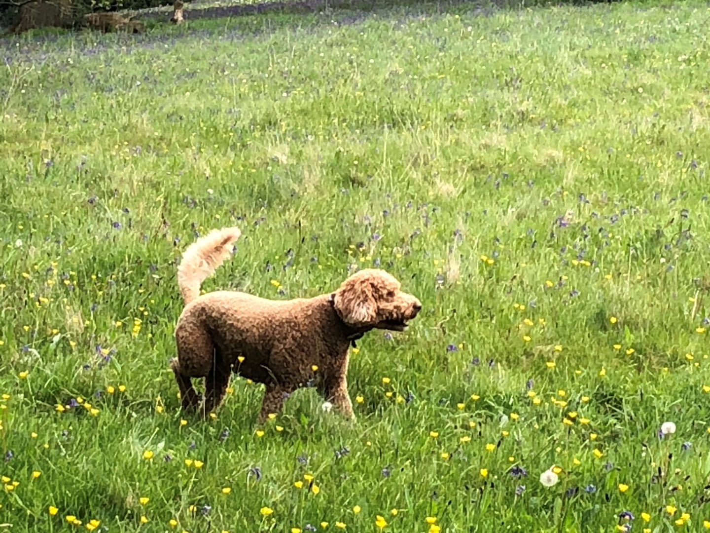 Dog in field, Peak District