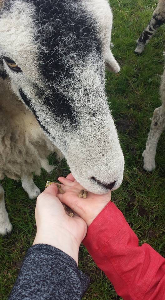 Free Farm Visit Included In Your Stay at Earby Hostel - Independent Hostels