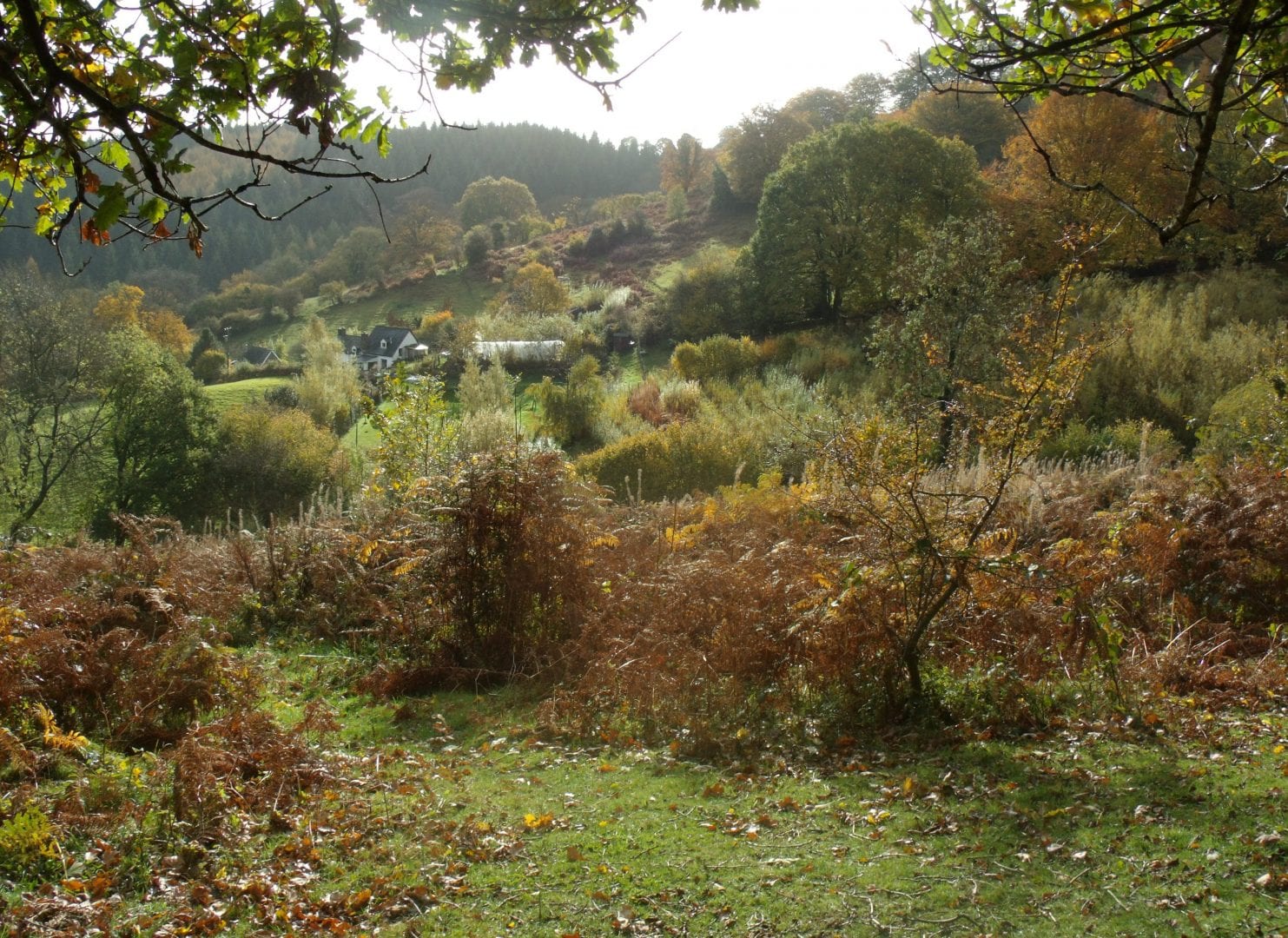 Woodland view